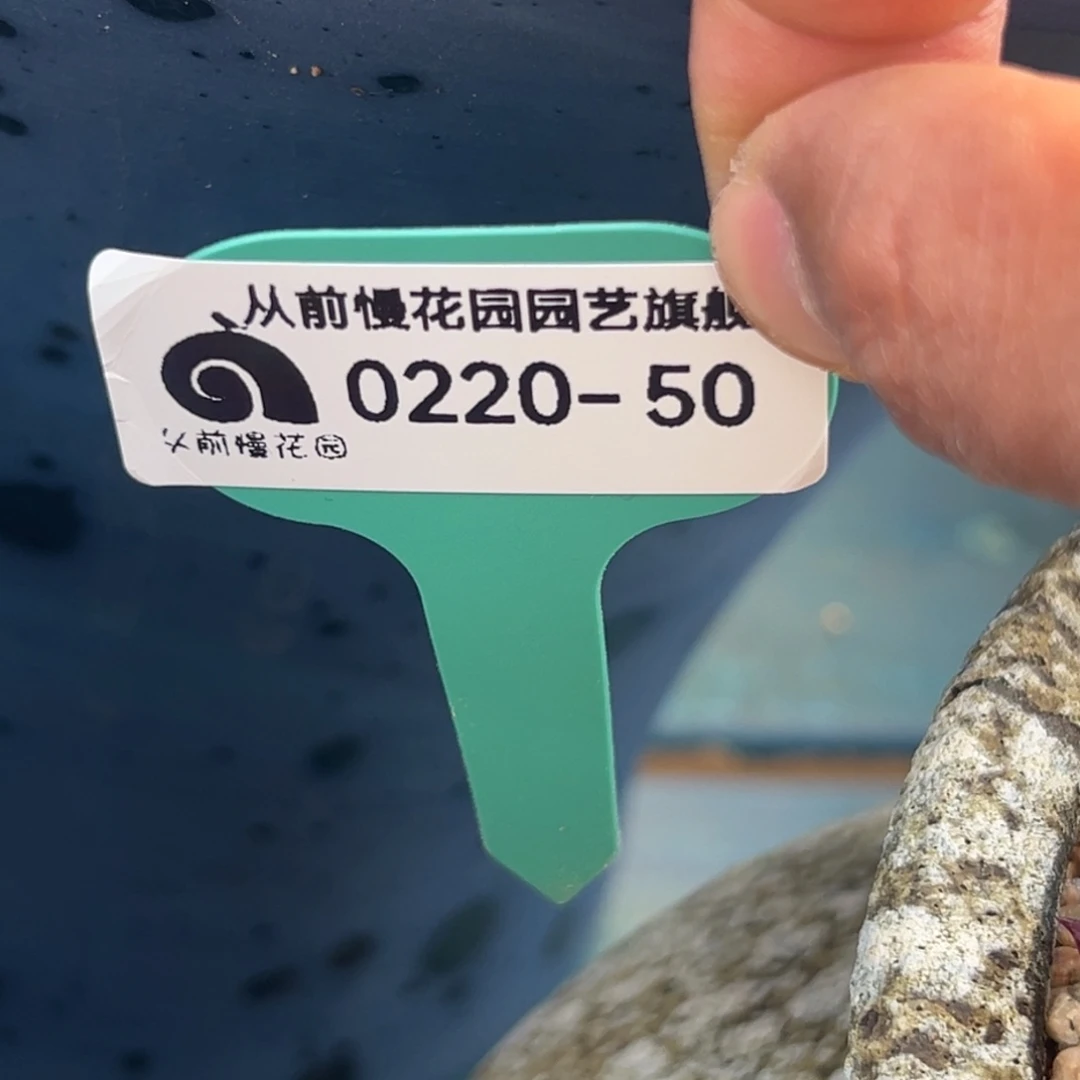 多肉一物一拍0220-50盆