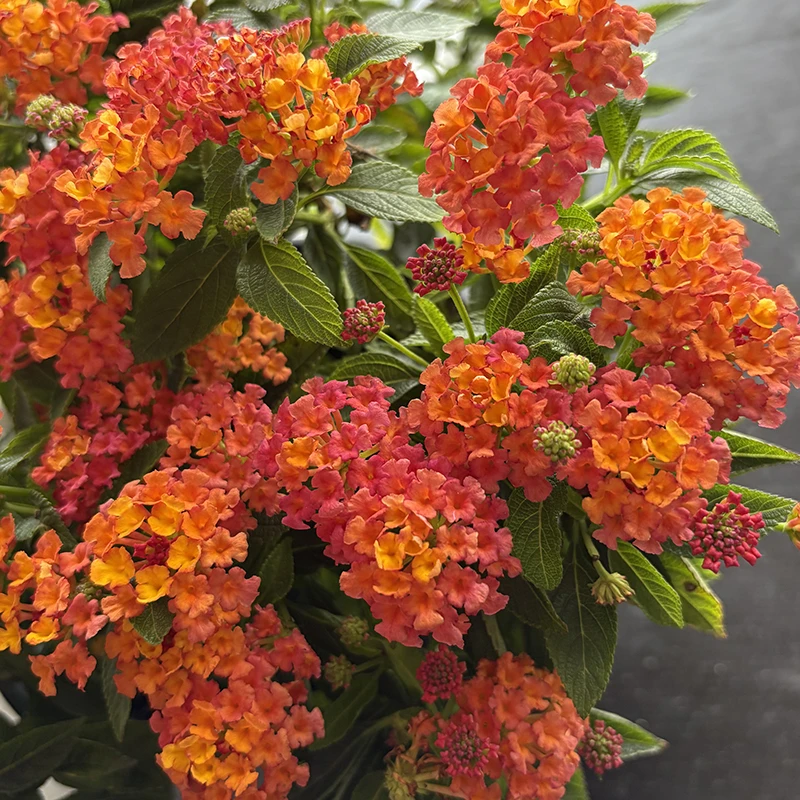 【带香味】大盆彩虹五色梅盆栽四季开花带香味阳台庭院多年生木本