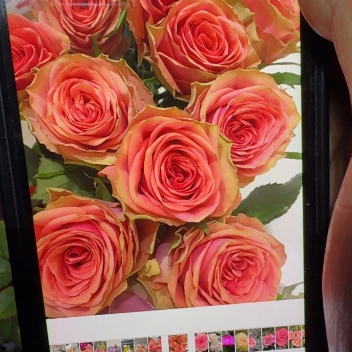 无花朵苏茜根接小苗