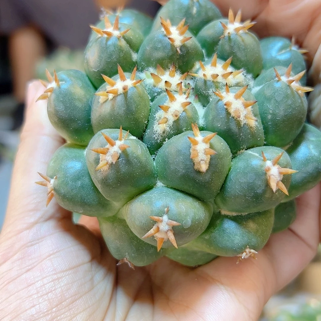 短豪刺獠牙无根8公分尤接无木心