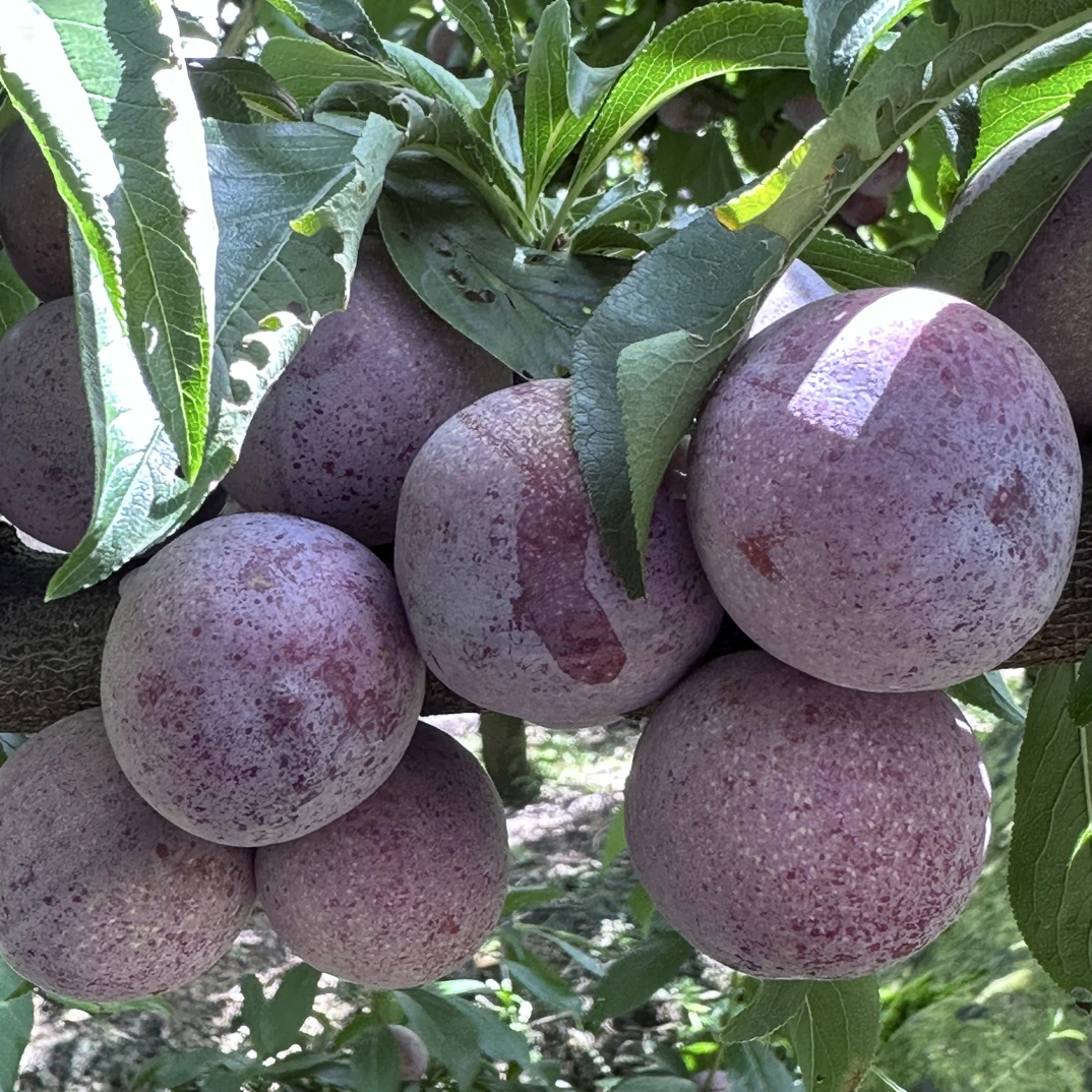 四川汉源新鲜现摘脆红李脱骨脆甜多汁爽口