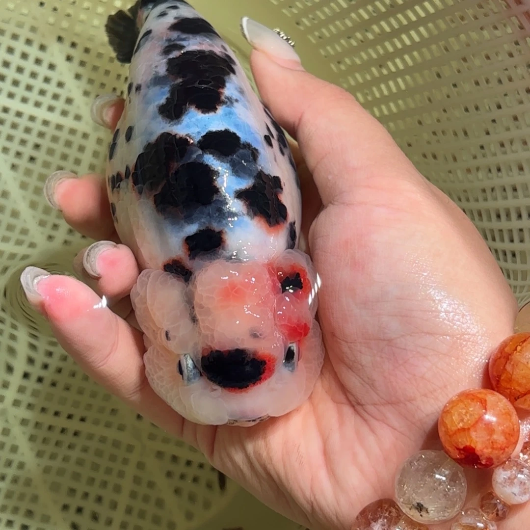 趣***）金鱼不拍包装运费到付，拍包装包邮