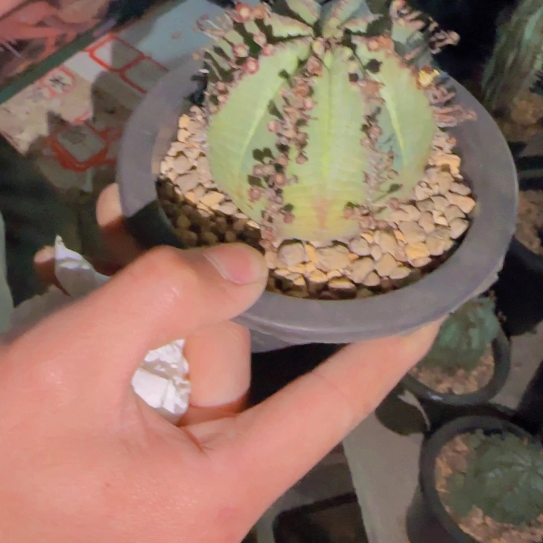 第****鸦块根植物块根植物