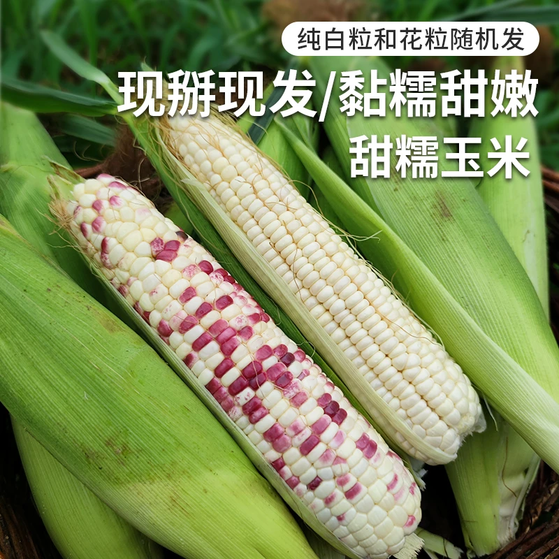 【包邮】北京本地现掰甜糯玉米5斤新鲜北京市