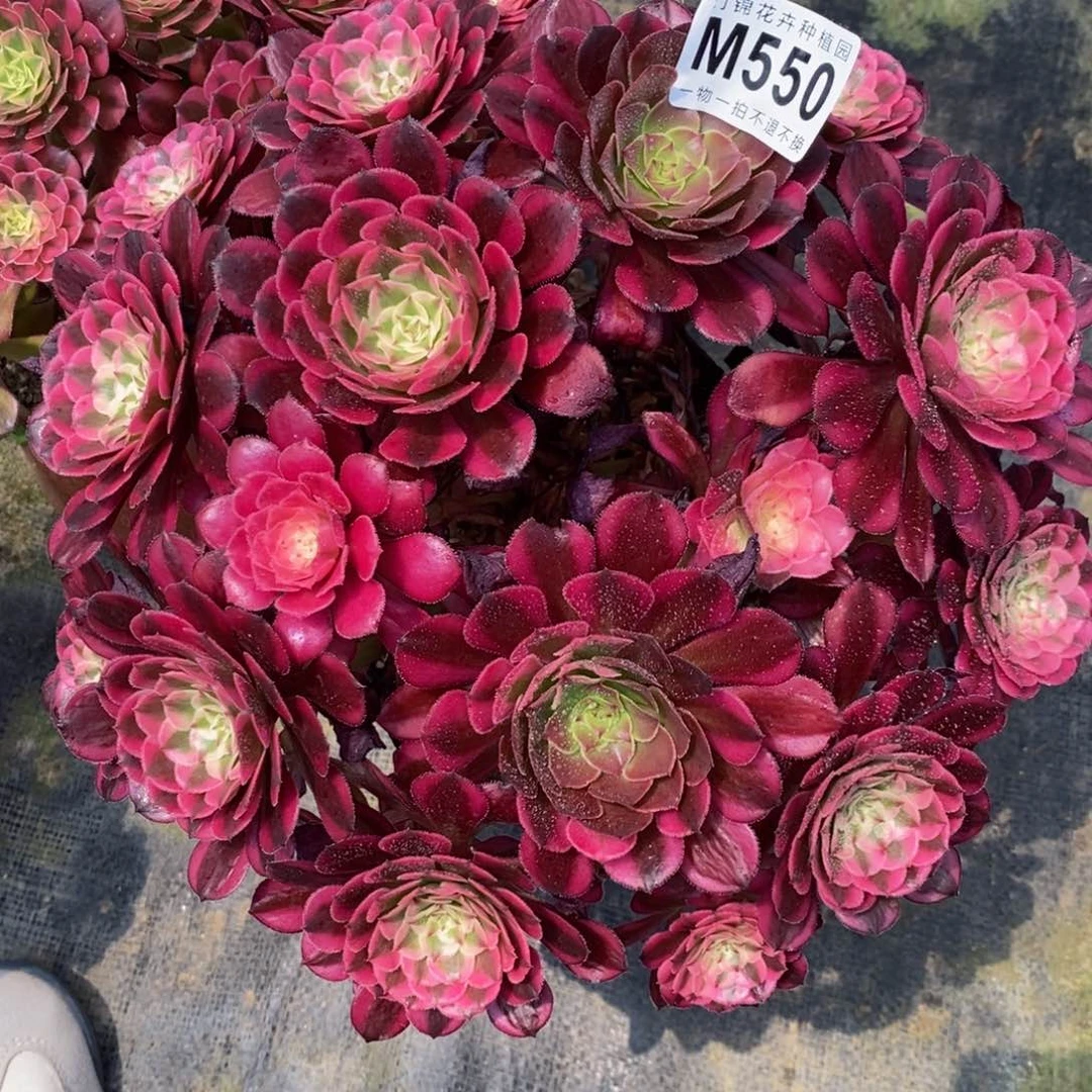 全部花朵550红彤嫩桩一棵