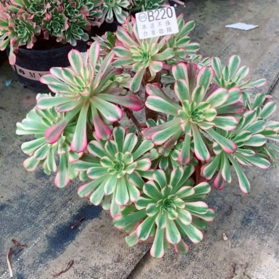 多肉植物维纳斯220