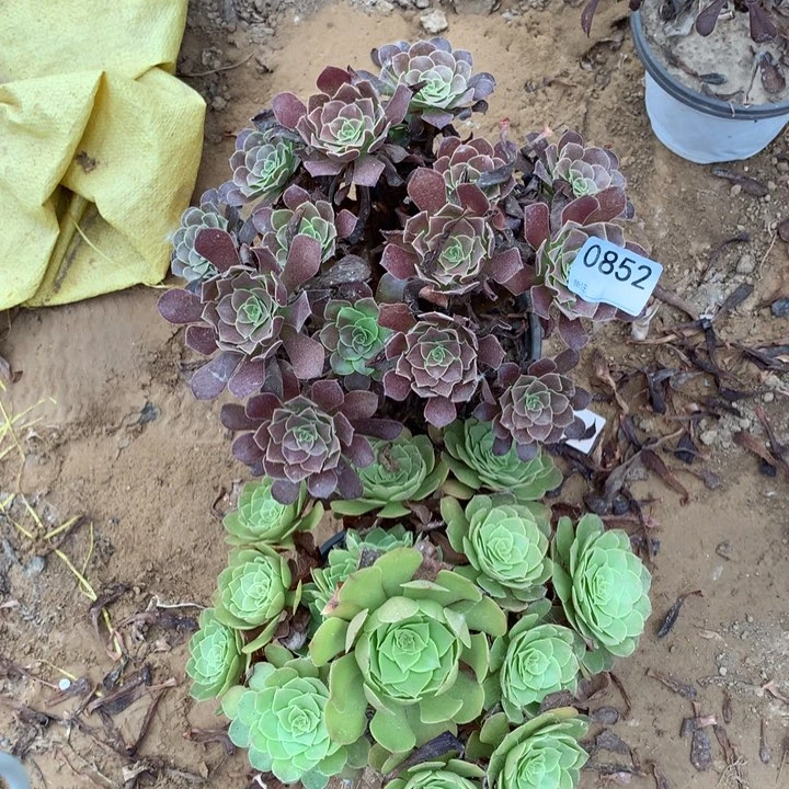 0852梅花➕沙拉碗1北