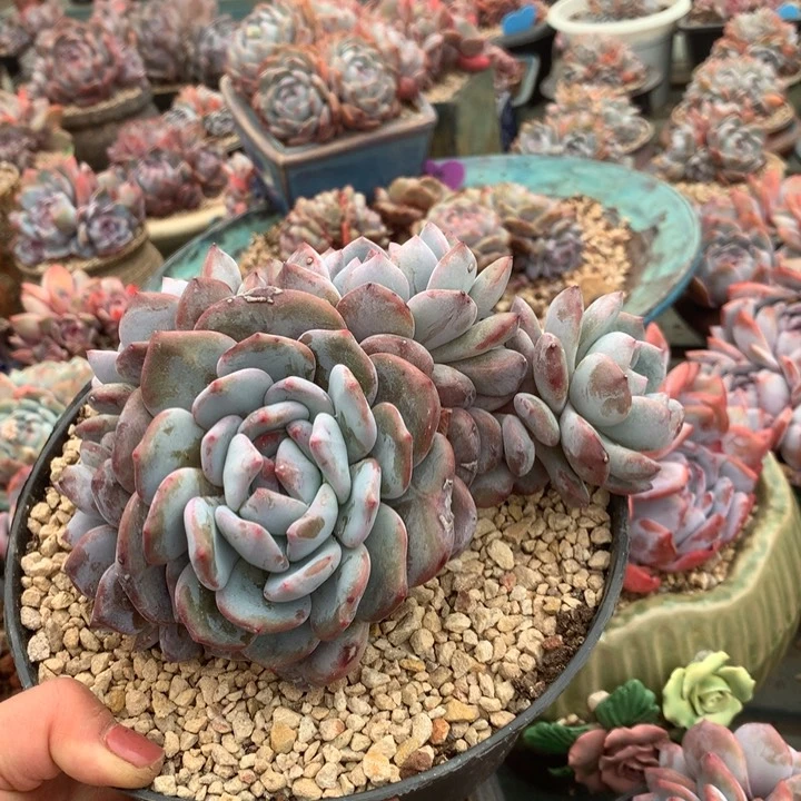 花花花花花花花花花花