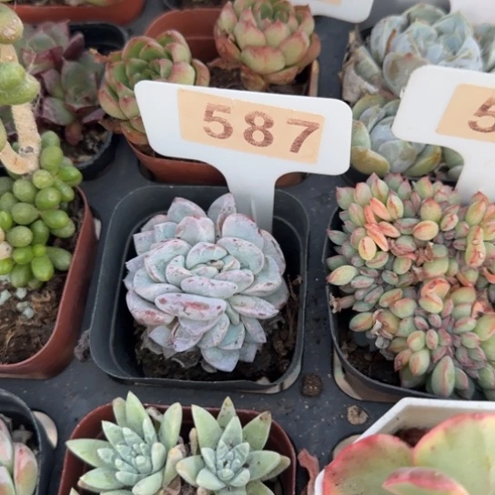 587维特一物一拍多肉