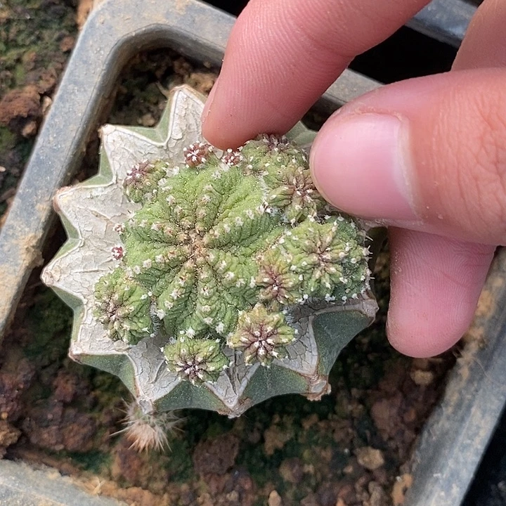 草球接老花笼群哈哈