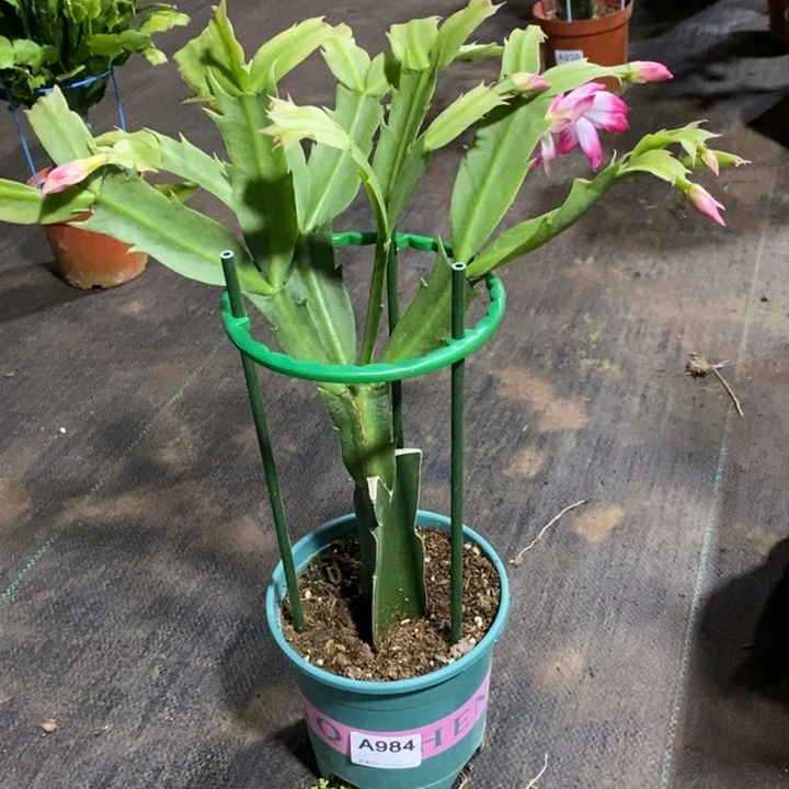 当前无花栽培后可以开花984千叶
