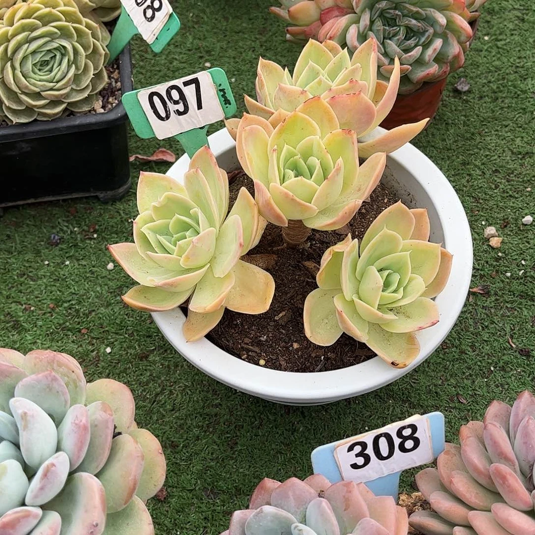 做****星那塔多肉植物保护097