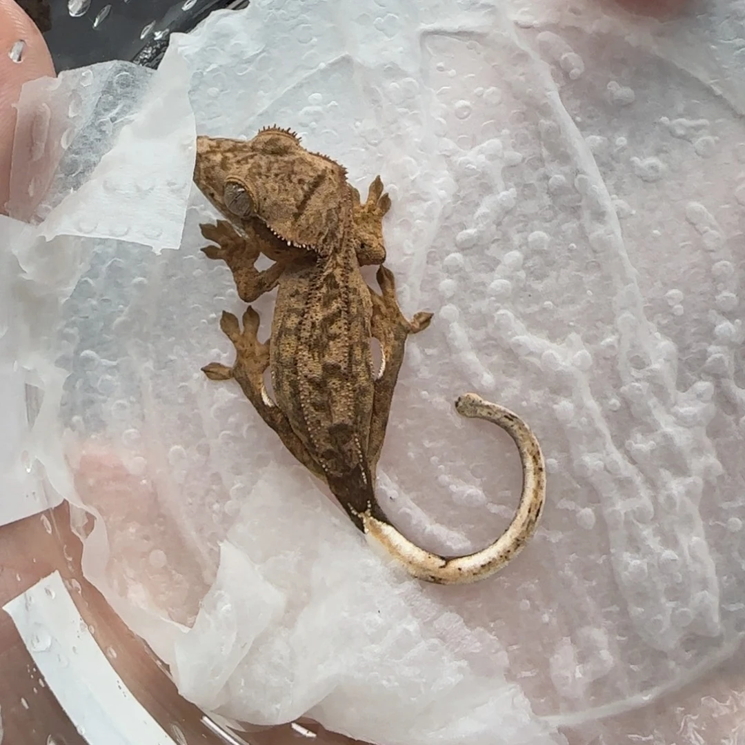 睫角守宫小桃专拍2