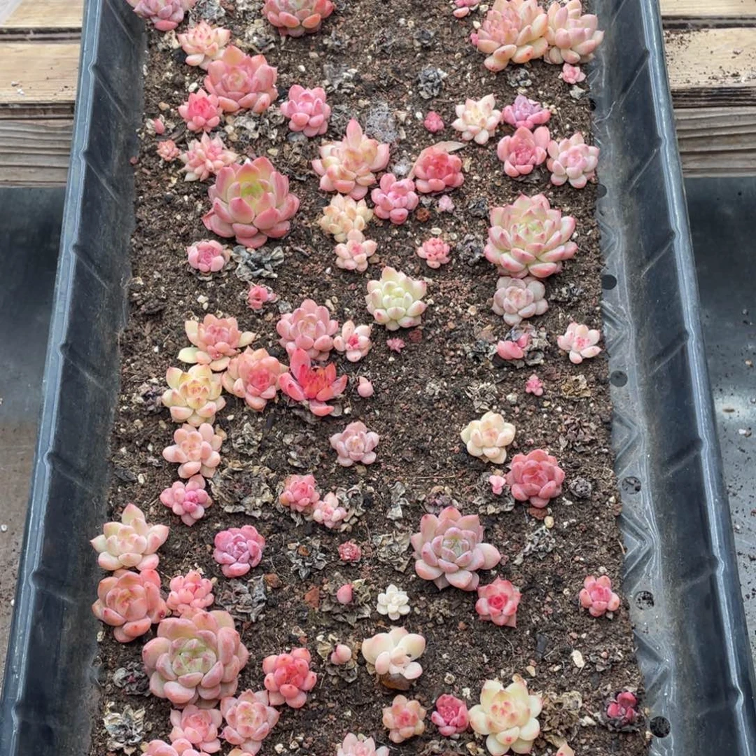 云糖心多肉植物550