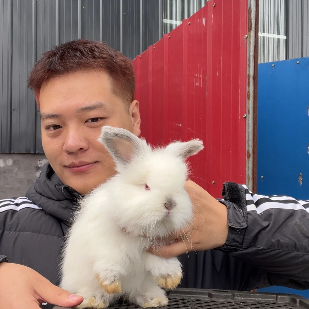 双血统英系安哥拉兔子