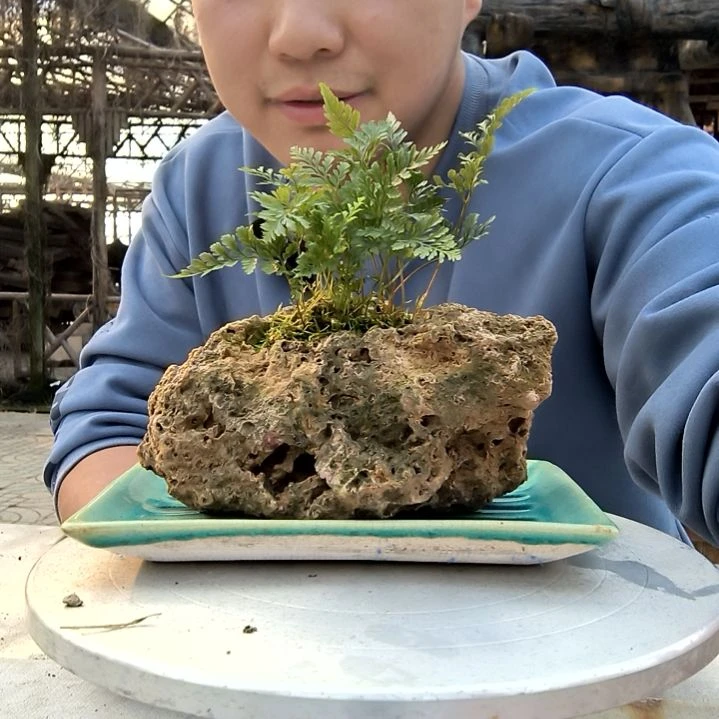 C*小盆景小植物一物一拍608