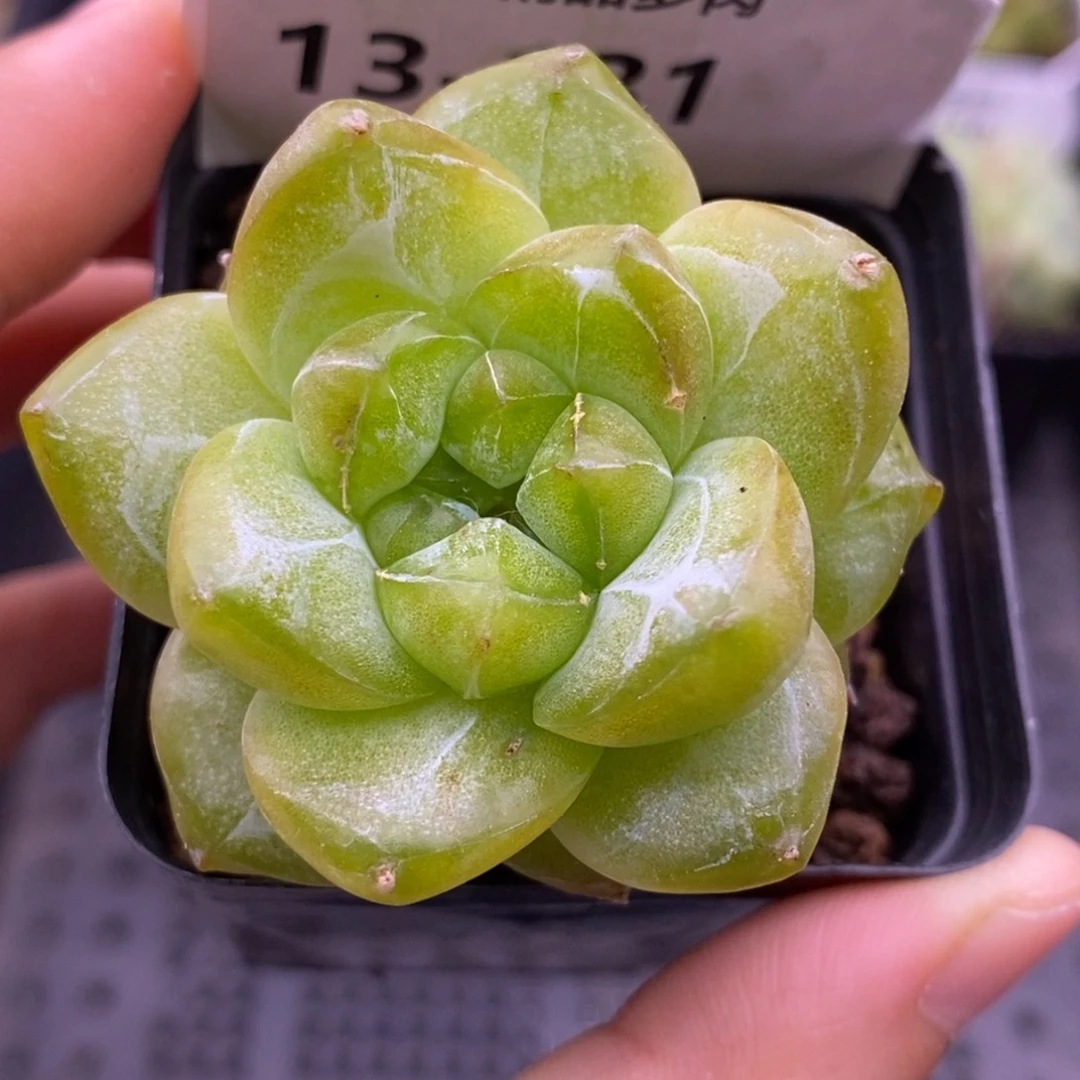 【闪购商品】13-131