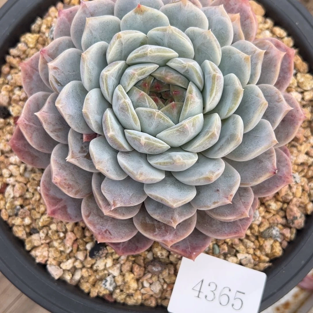 沫**4365肉肉肉肉肉肉肉