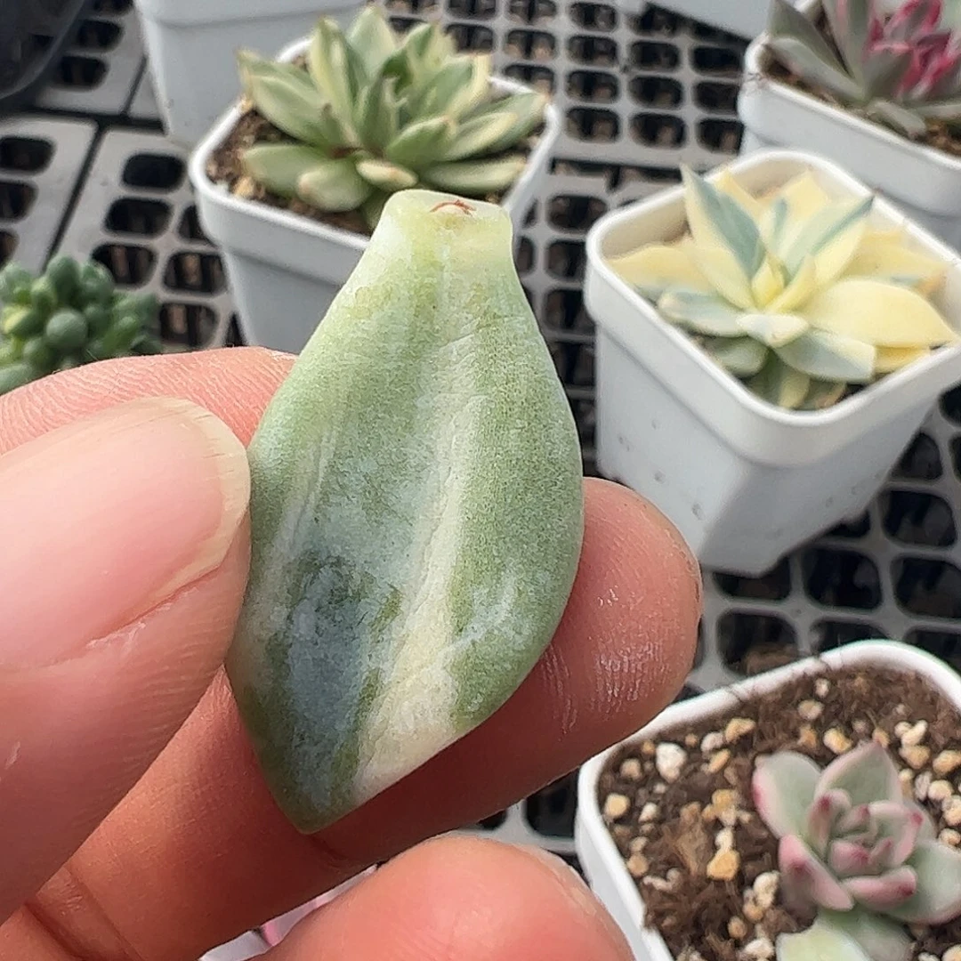 ****粒多肉植物多肉植物