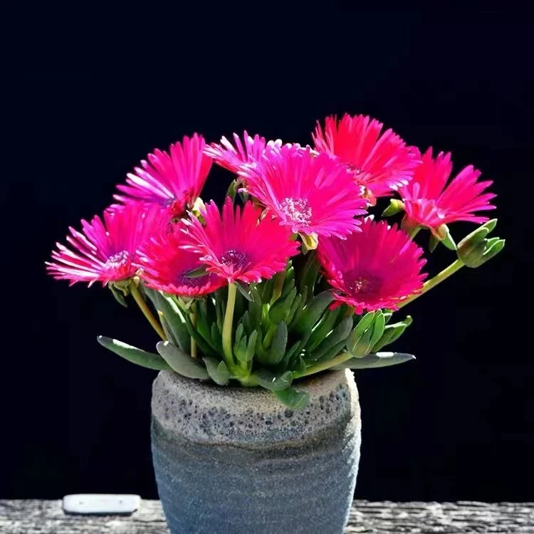 多肉植物奔龙新款稀有贵货组合盆栽群生多头办公室室内阳台萌肉肉