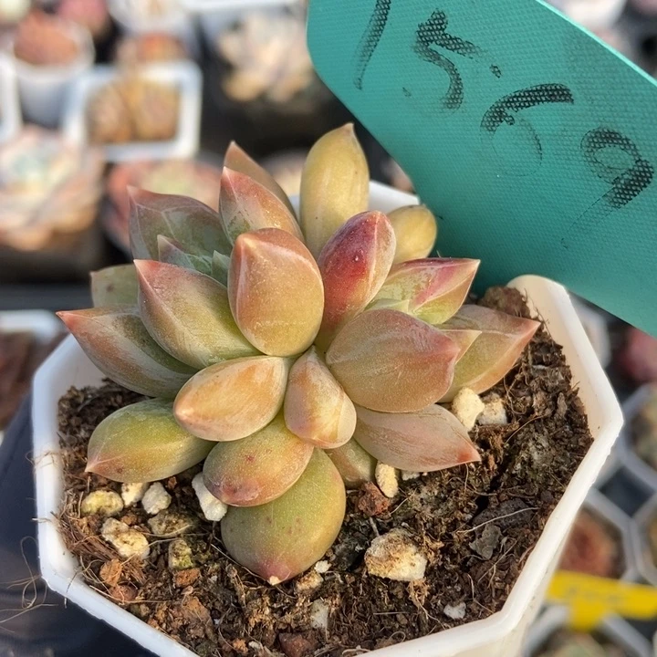 1569重楼多肉植物保护