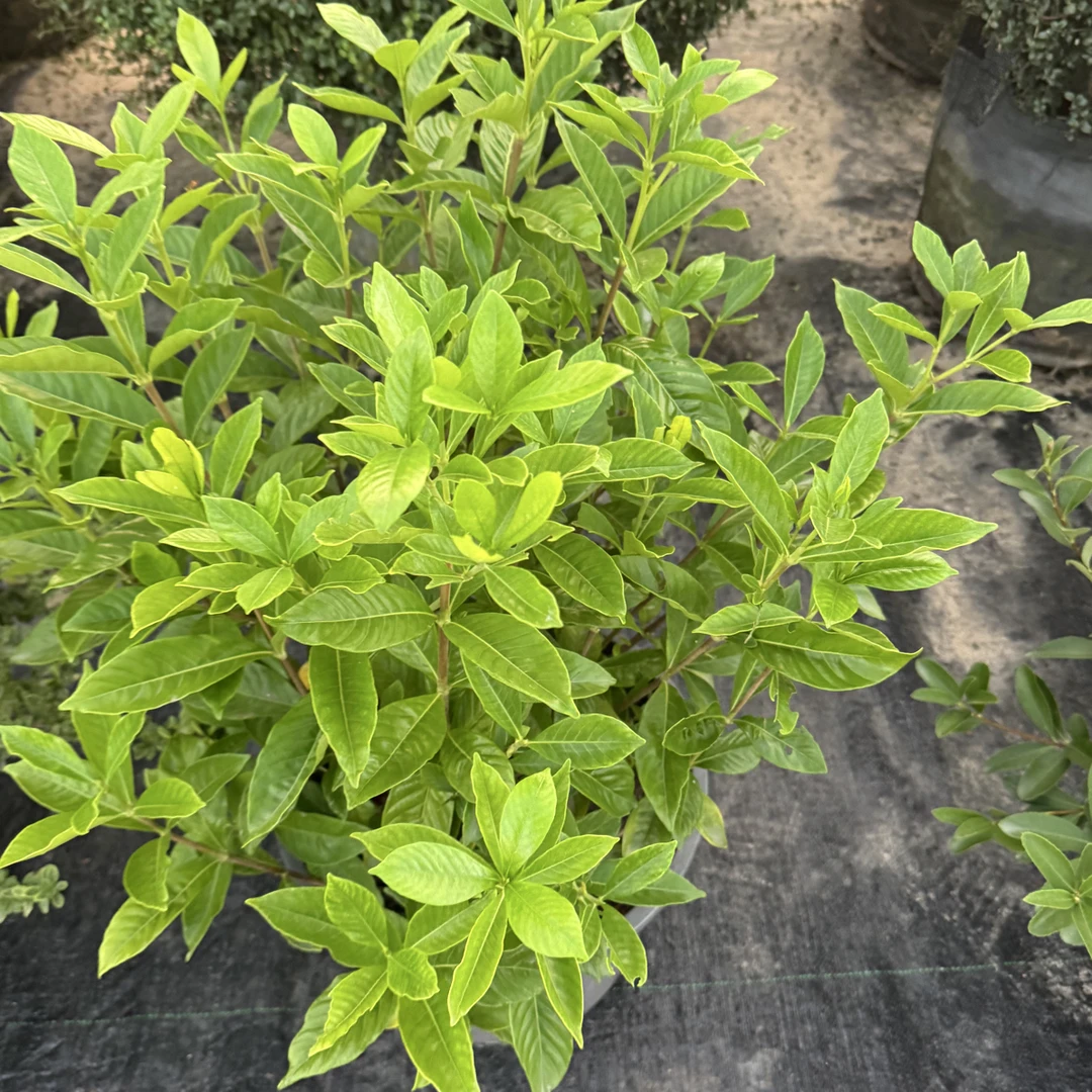 大叶栀子花花卉阳台盆栽植物庭院木本植物耐寒耐高温
