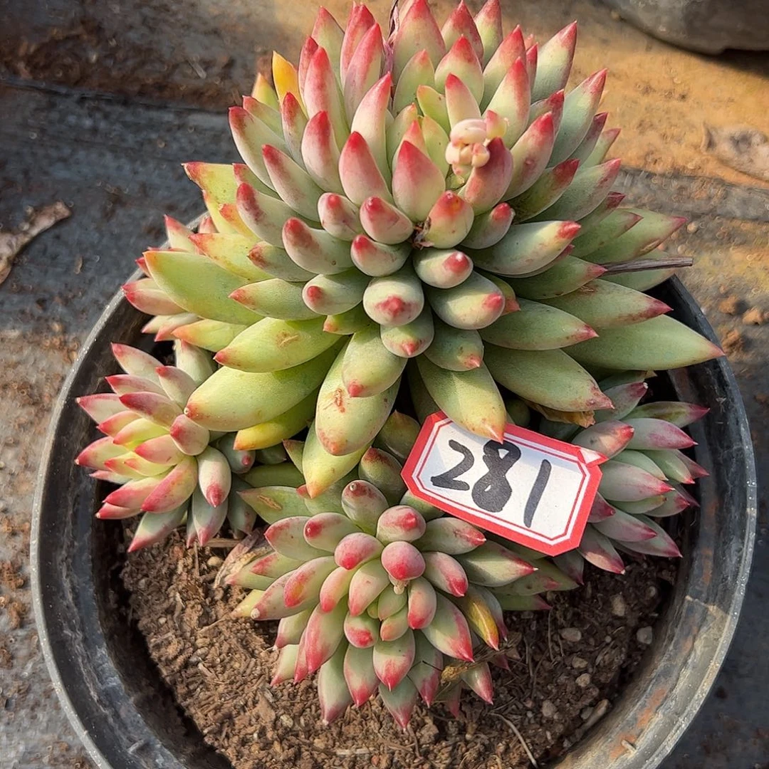 281号虞美人，1⃣️物一拍