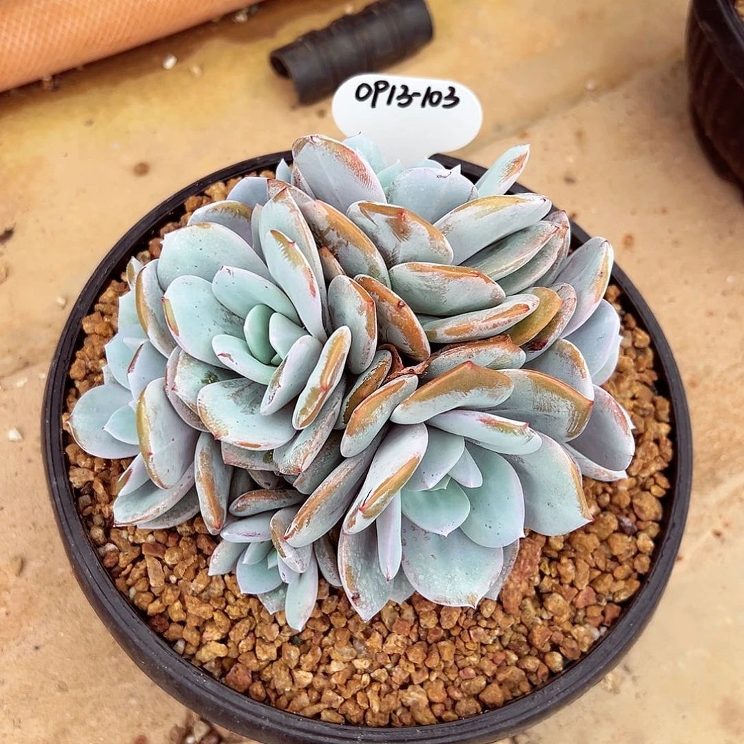 0913-103绝绝子奶茶