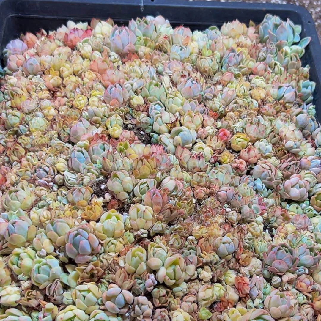 339多肉植物和植物在这里