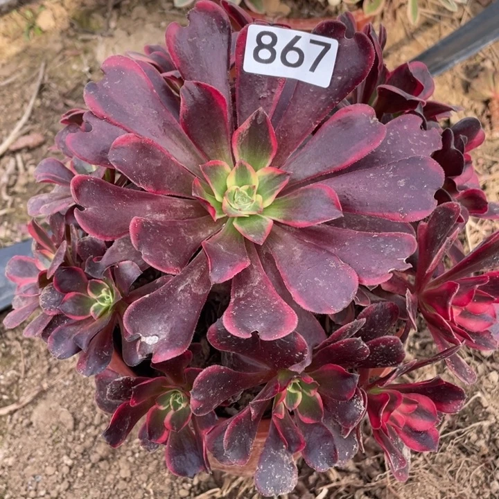 无花朵867多肉植物美杜莎
