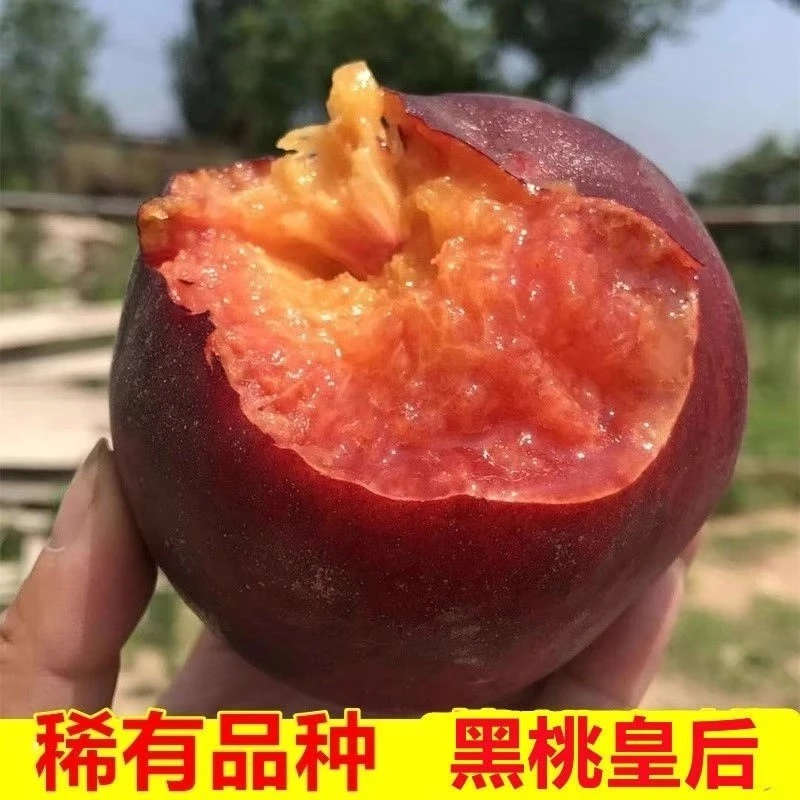 【顺丰包邮】蒙阴黑桃爆甜黑美人蜜桃脆甜可放软山东省山东省桃子同城送