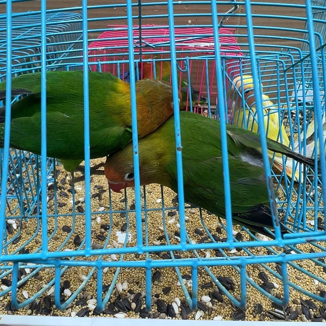 桃脸牡丹鹦鹉轻微少毛牡丹两只128