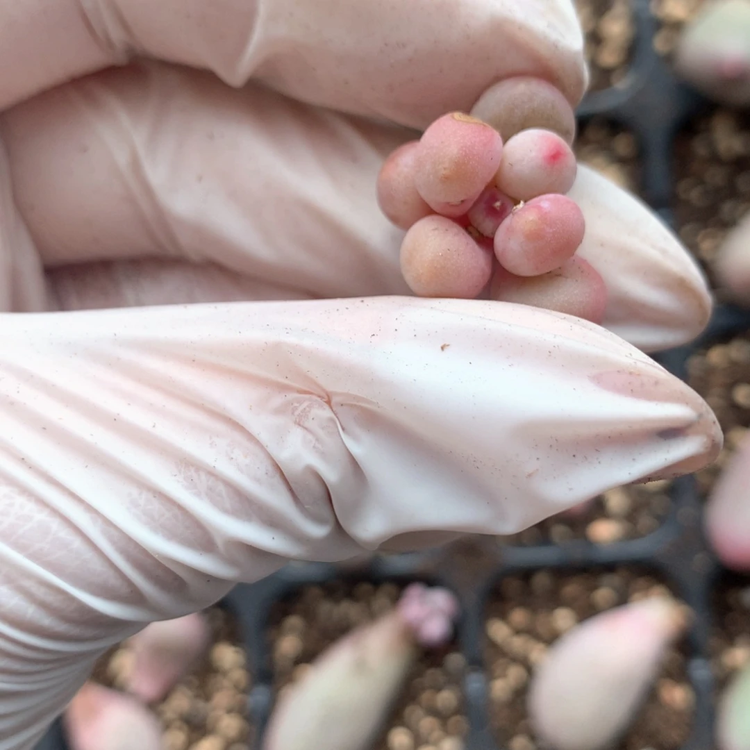 仙子奶酪多肉的测压