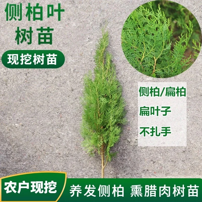 侧柏树苗 扁柏苗，洒金柏，庭院绿化苗植物侧柏小苗杯苗