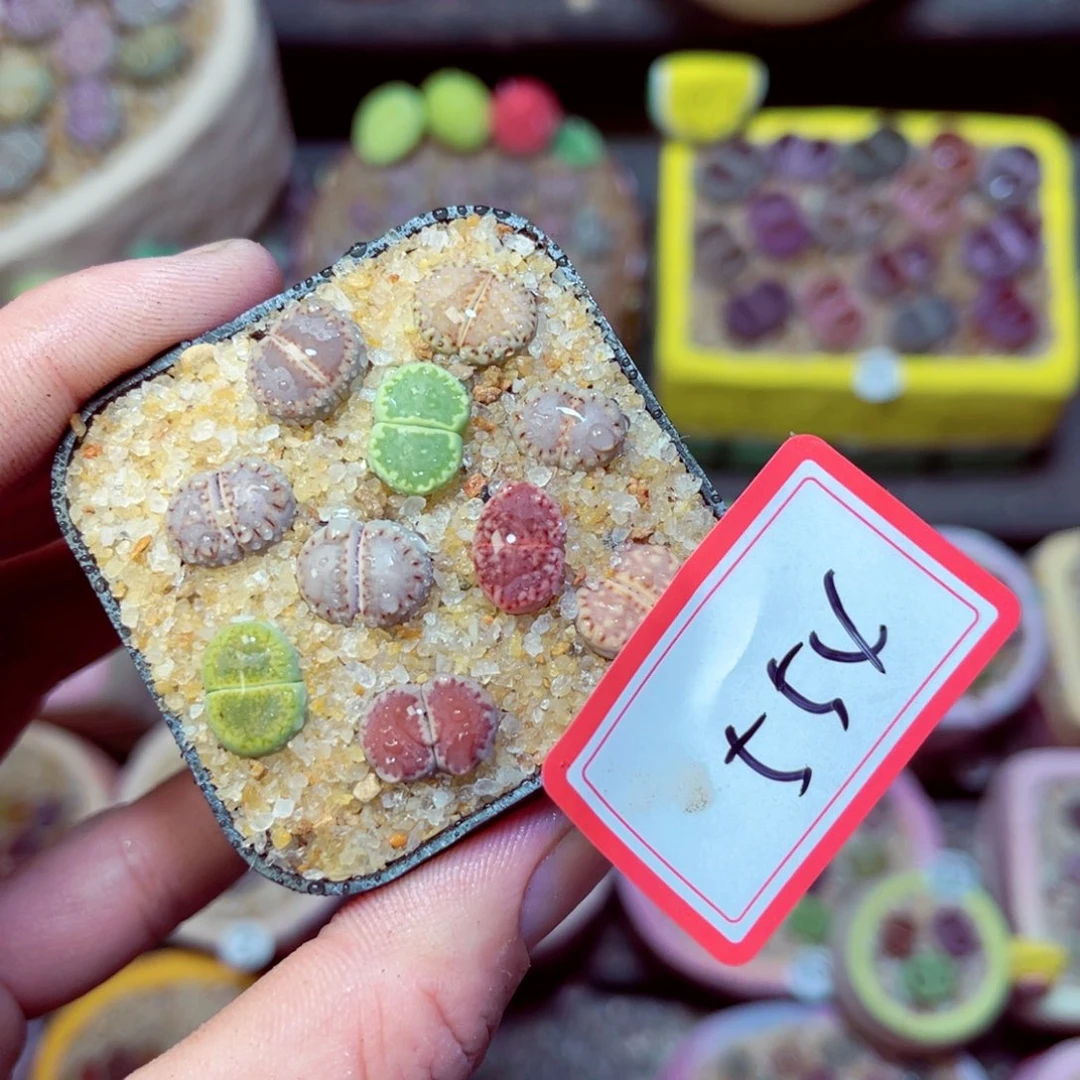 554生石花带盆发1