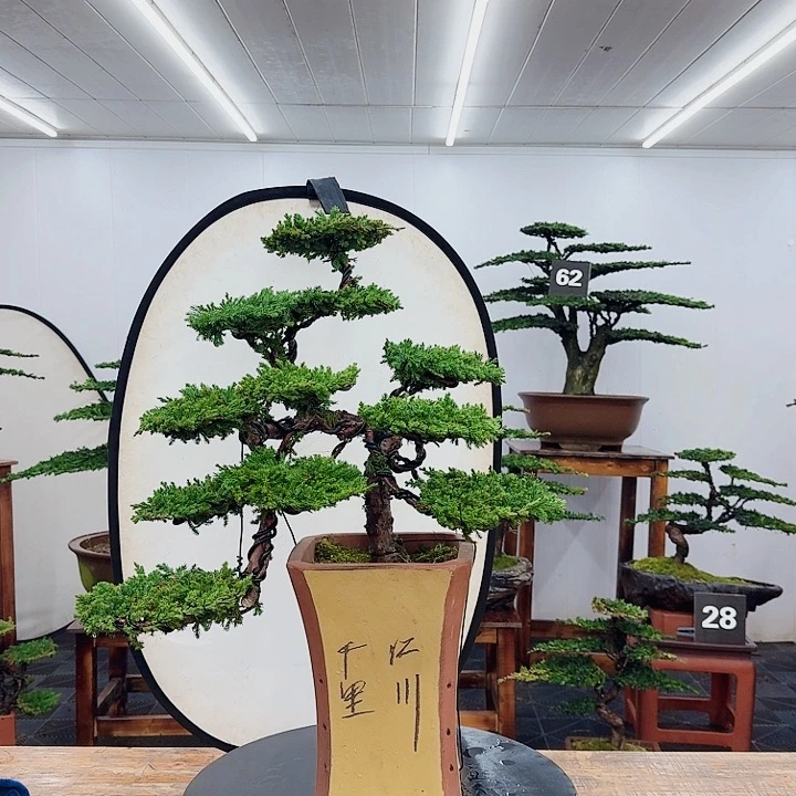 无花朵00000000000000000