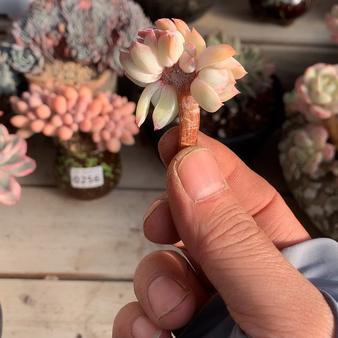 •***周噗噗姐姐的专拍一棵有砍快死的多肉