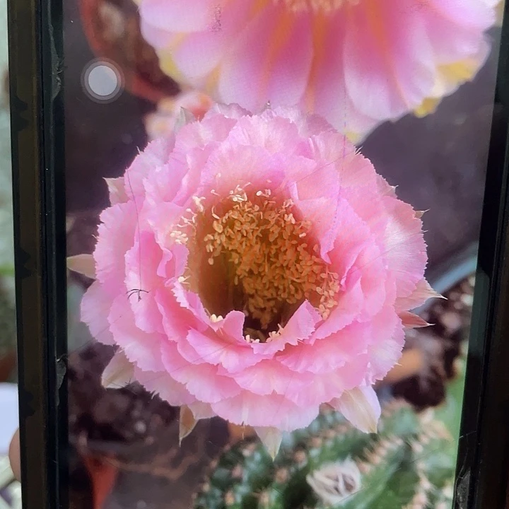 ྅***念嘟38号秀蒲嫁接挑大发