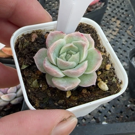 200 一物一拍多肉