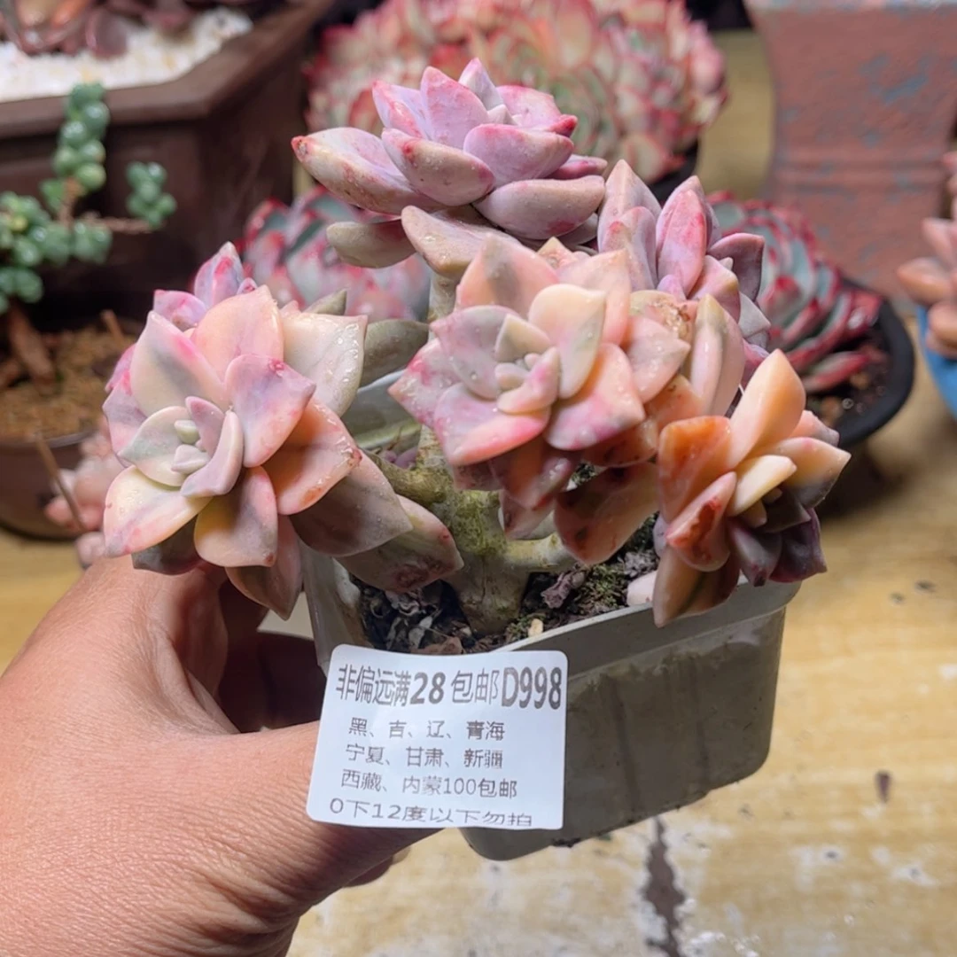 【闪购商品】998紫乐锦