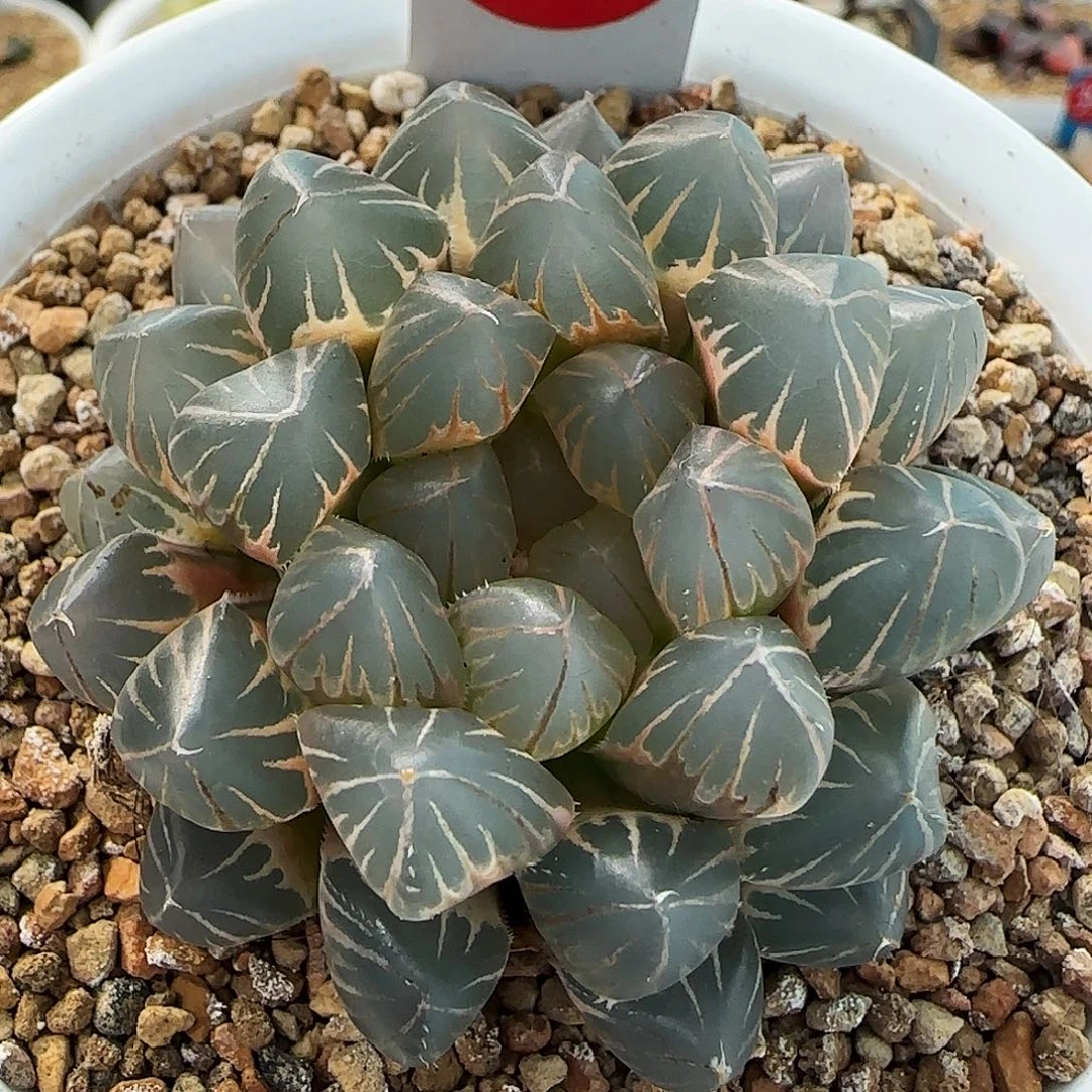 483号糊斑霓虹灯5.6左右一物一拍带盆土