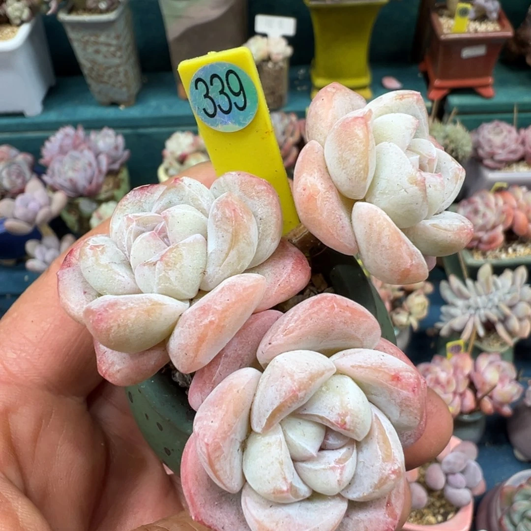 339冰玉老桩带盆土发货