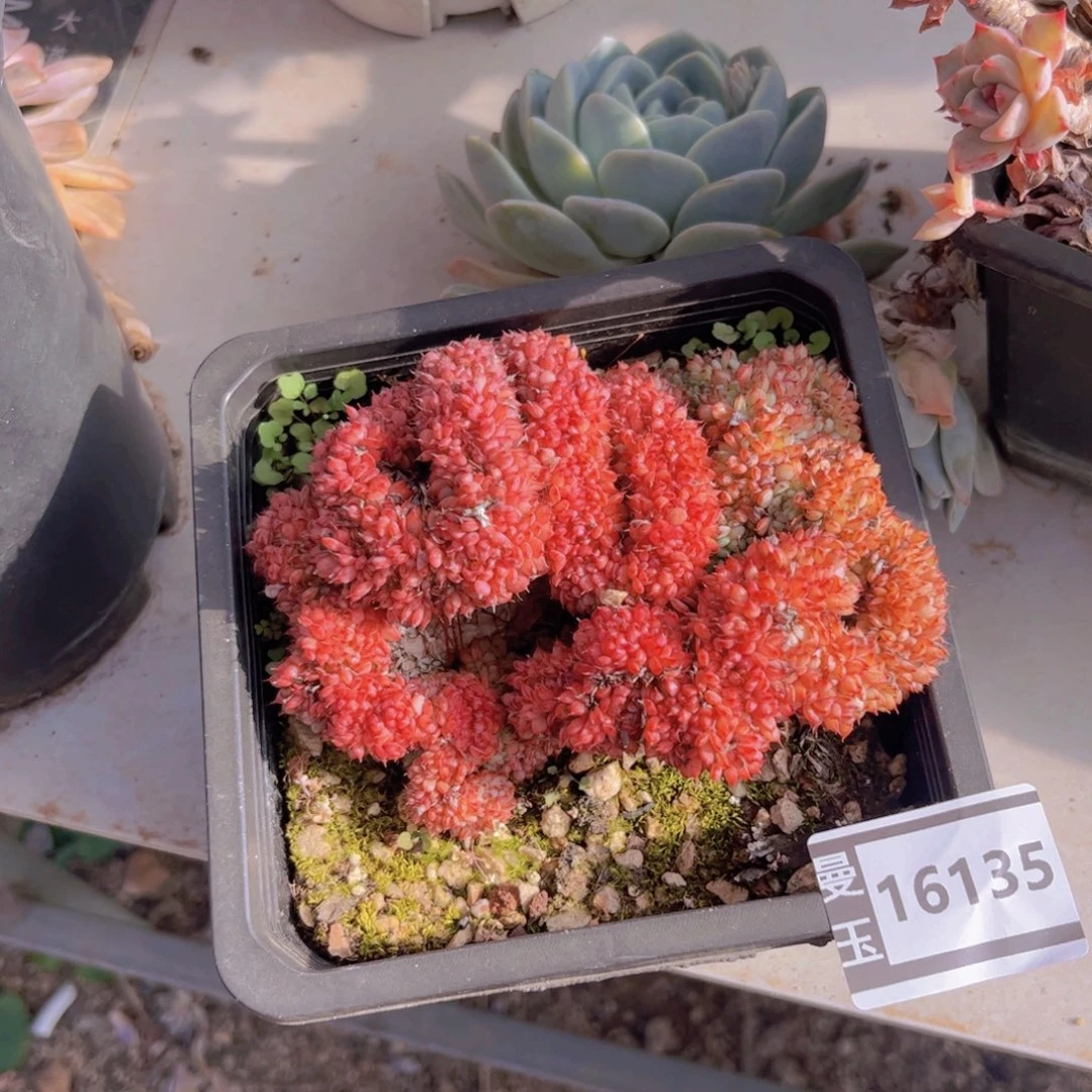 粉姬莲缀多肉植物16135