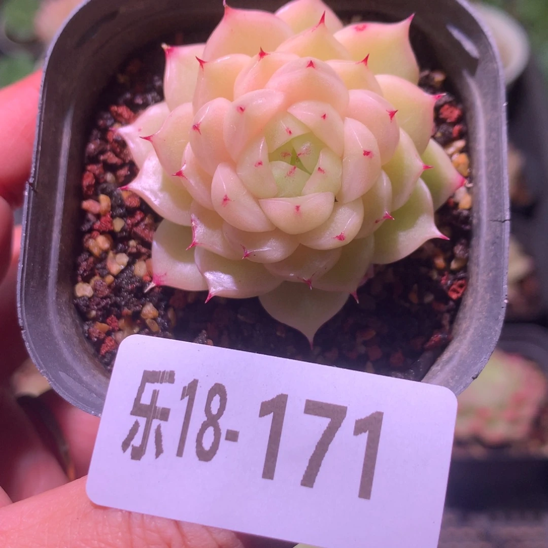 乐然18-171 麦秆