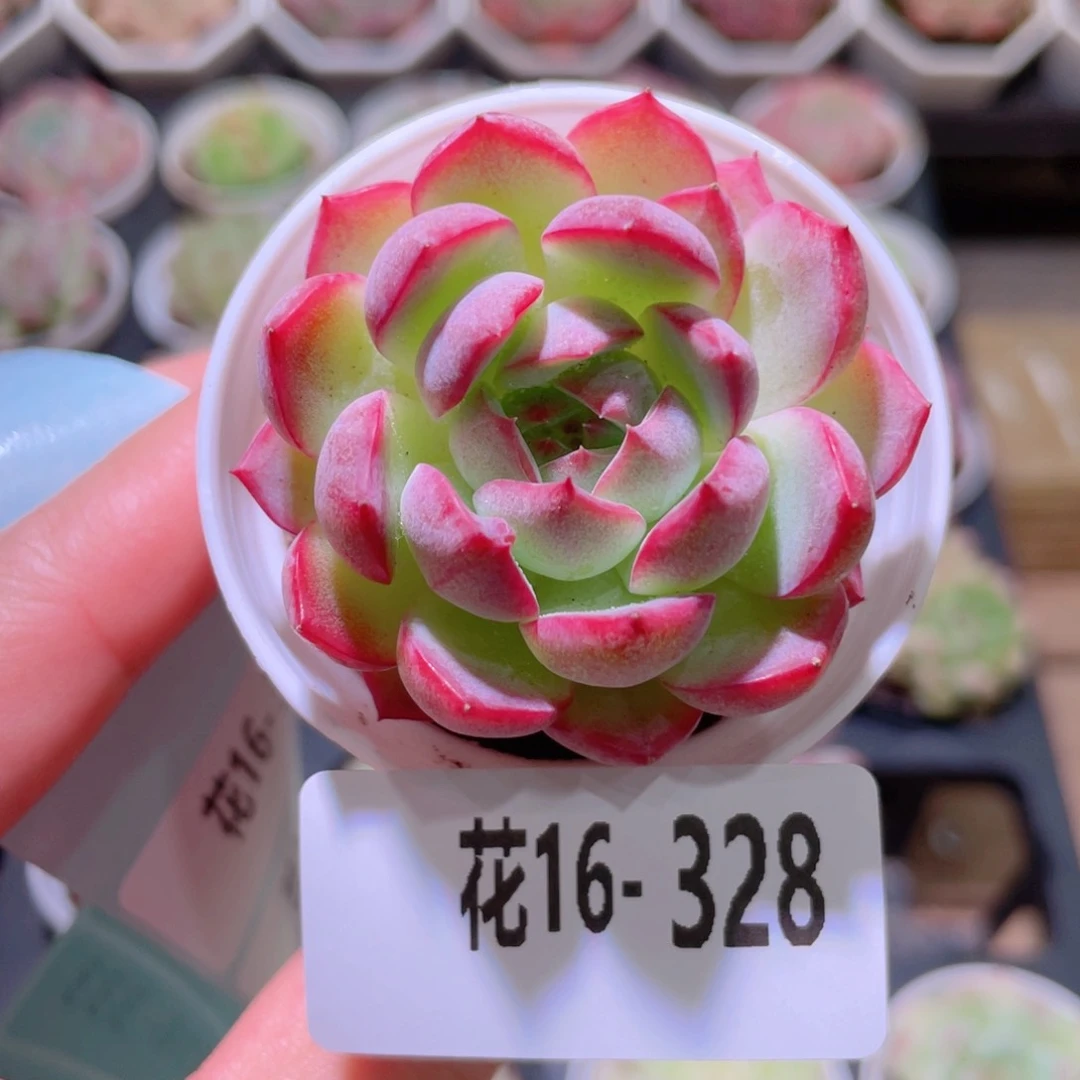 花利美16-328女王玫瑰