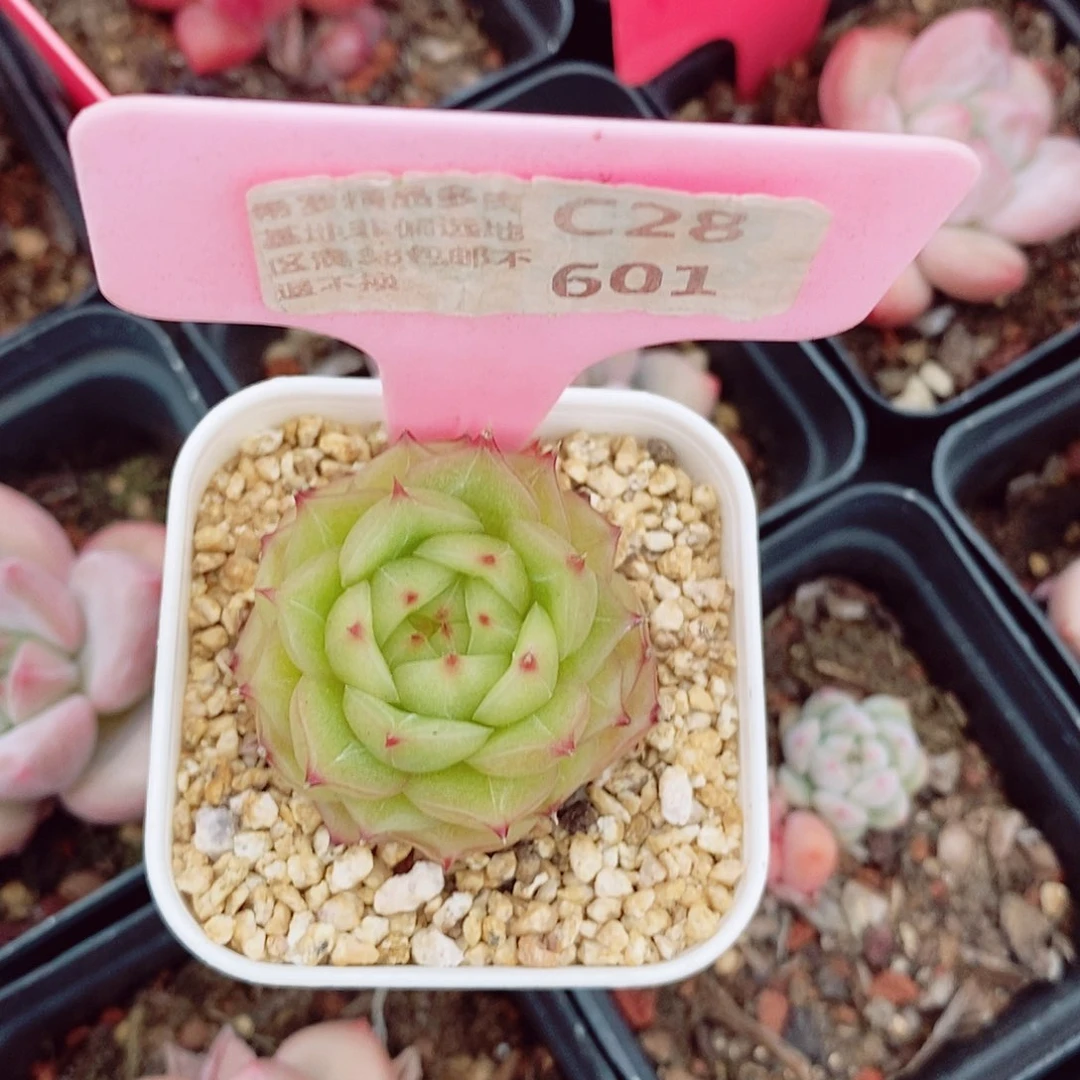 闭**吸玉玲珑3.5cm多肉植物