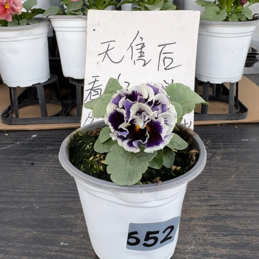 全部花朵652号德古拉