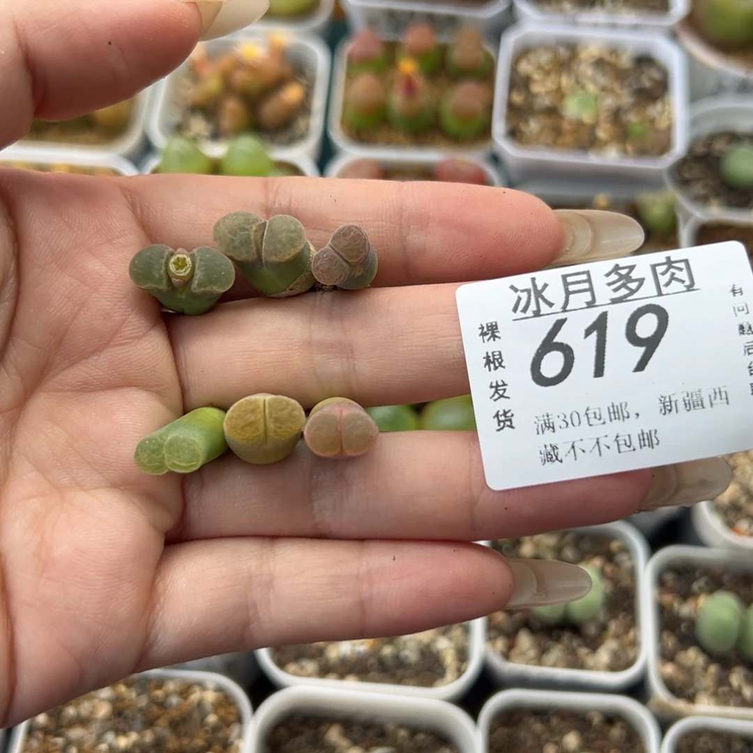 619风铃六颗裸根发货