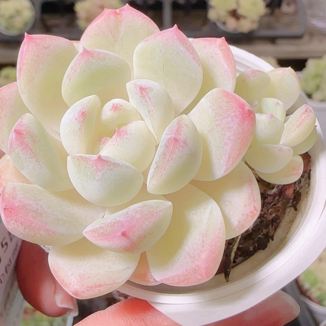 花语逸镜1105-270白桃