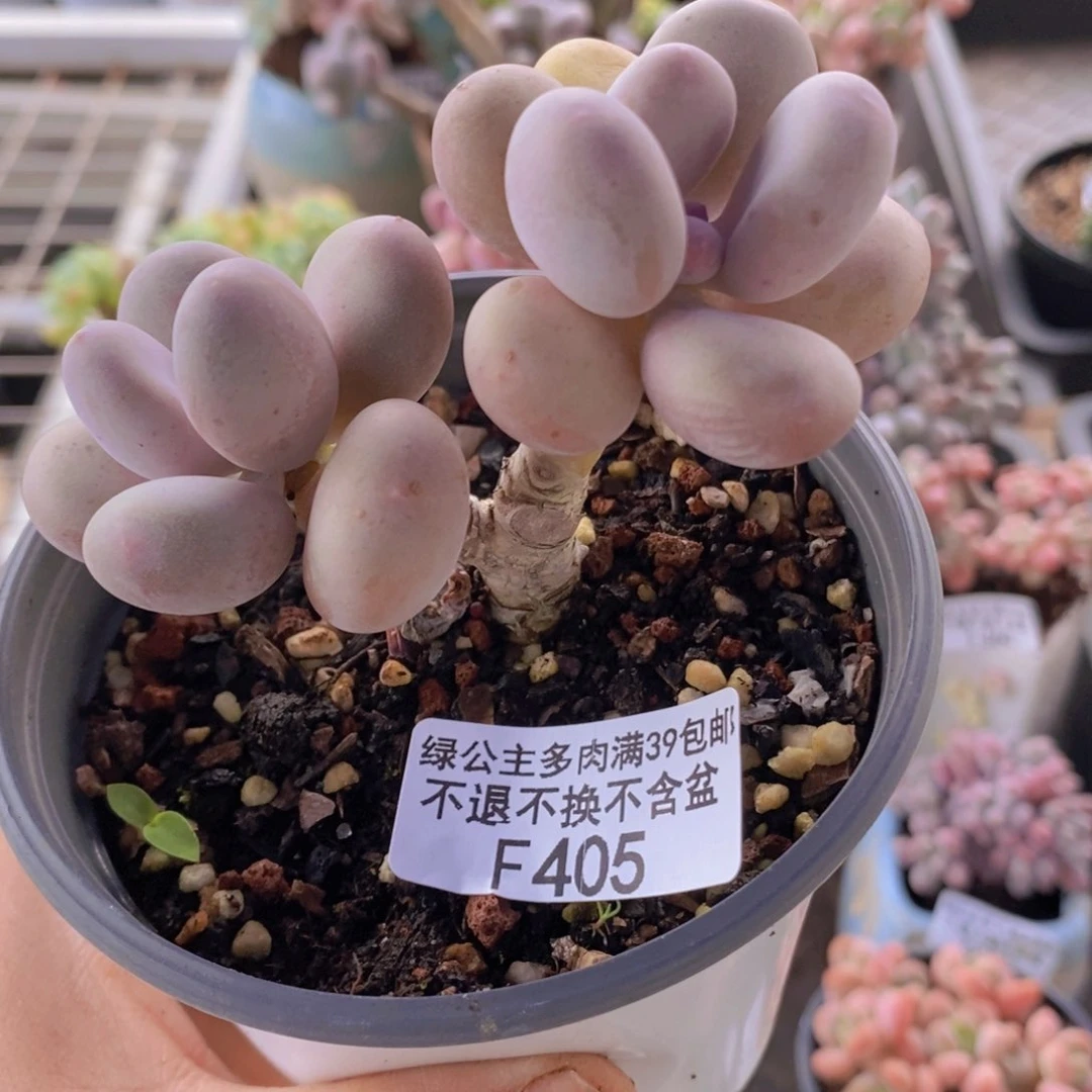 蛋黄奶老桩9cm405多肉植物